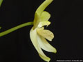 Photo : Phalaenopsis cochlearis