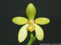 Photo : Phalaenopsis cochlearis