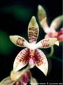 Photo : Phalaenopsis Widodo