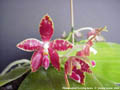 Photo : Phalaenopsis Corning-Ambo