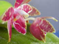 Photo : Phalaenopsis Corning-Ambo