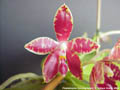 Photo : Phalaenopsis Corning-Ambo