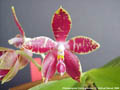 Photo : Phalaenopsis Corning-Ambo