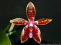 Photo : Phalaenopsis corningiana