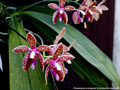 Photo : Phalaenopsis corningiana