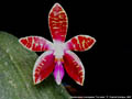 Photo : Phalaenopsis corningiana