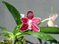 Photo : Phalaenopsis Corning-Ambo