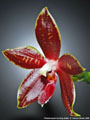 Photo : Phalaenopsis Corning-Ambo