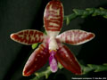 Photo : Phalaenopsis corningiana