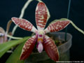 Photo : Phalaenopsis corningiana
