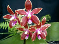 Photo : Phalaenopsis corningiana