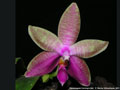 Photo : Phalaenopsis Corning's Bell