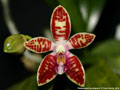 Photo : Phalaenopsis corningiana