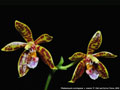 Photo : Phalaenopsis Alcorman