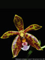 Photo : Phalaenopsis Alcorman