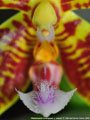 Photo : Phalaenopsis Alcorman