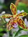 Photo : Phalaenopsis Alcorman