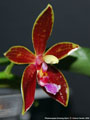 Photo : Phalaenopsis Corning-Cervi