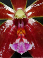 Photo : Phalaenopsis Corning-Cervi