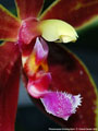 Photo : Phalaenopsis Corning-Cervi