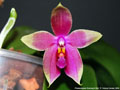 Photo : Phalaenopsis Corning's Bell
