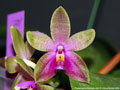 Photo : Phalaenopsis Corning's Bell