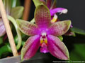 Photo : Phalaenopsis Corning's Bell