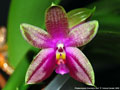 Photo : Phalaenopsis Corning's Bell
