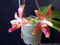 Photo : Phalaenopsis corningiana