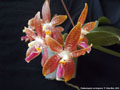 Photo : Phalaenopsis corningiana