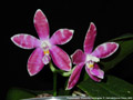Photo : Phalaenopsis Chienlung Corningosa