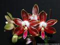 Photo : Phalaenopsis Corning-Ambo
