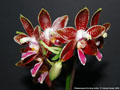 Photo : Phalaenopsis Corning-Ambo