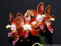 Photo : Phalaenopsis Corning-Ambo