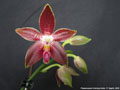 Photo : Phalaenopsis Corning-Ambo