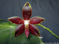 Photo : Phalaenopsis Corning-Ambo