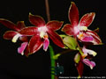 Photo : Phalaenopsis Corning-Ambo