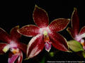 Photo : Phalaenopsis Corning-Ambo