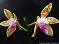 Photo : Phalaenopsis corningiana