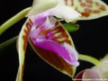 Photo : Phalaenopsis corningiana