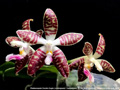 Photo : Phalaenopsis Double Eagle