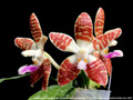Photo : Phalaenopsis Double Eagle