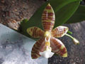 Photo : Phalaenopsis Corona