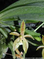Photo : Phalaenopsis cornu-cervi