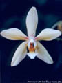 Photo : Phalaenopsis Little Star
