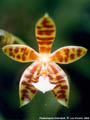 Photo : Phalaenopsis Eiderstedt