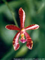 Photo : Phalaenopsis Herman Sweet