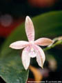 Photo : Phalaenopsis Corbriata