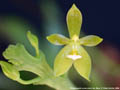 Photo : Phalaenopsis cornu-cervi