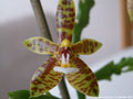 Photo : Phalaenopsis cornu-cervi